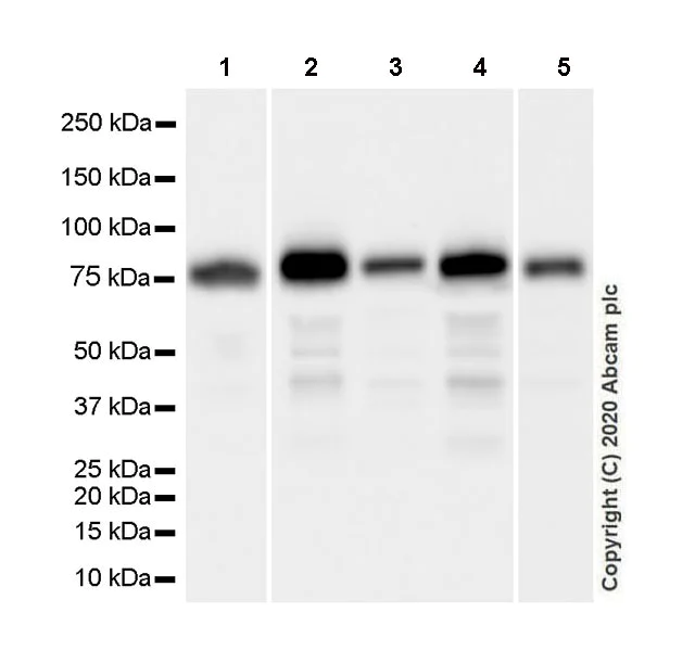 Western blot - Anti-Transferrin antibody [EPR20149-224] - BSA and Azide free (AB277640)