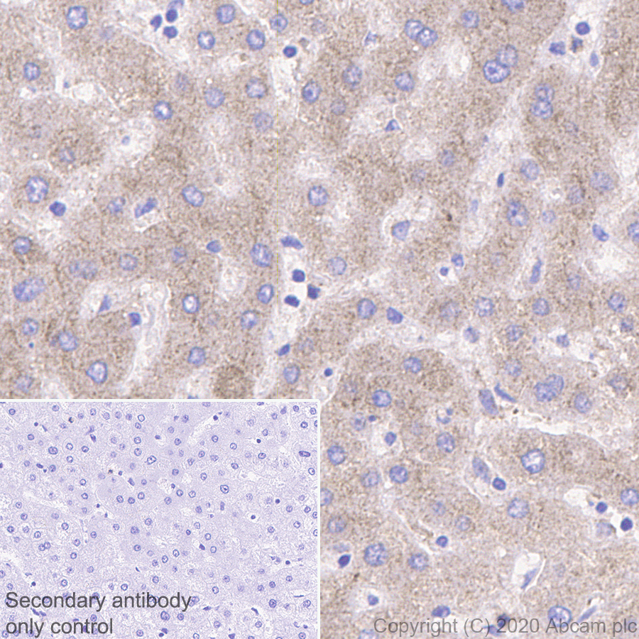 Immunohistochemistry (Formalin/PFA-fixed paraffin-embedded sections) - Anti-Transferrin antibody [EPR20149-224] (AB277635), expandable thumbnail