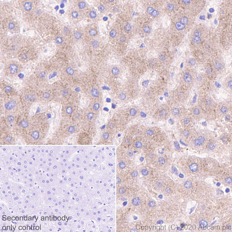 Immunohistochemistry (Formalin/PFA-fixed paraffin-embedded sections) - Anti-Transferrin antibody [EPR20149-224] - Serum Loading Control (AB277635)