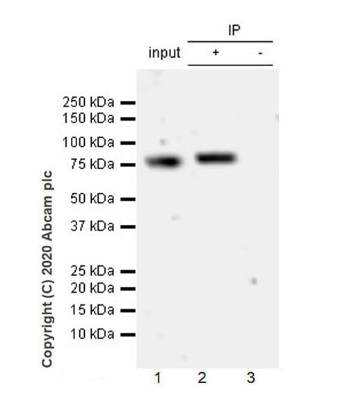Immunoprecipitation - Anti-Transferrin antibody [EPR20149-224] - Serum Loading Control (AB277635), expandable thumbnail