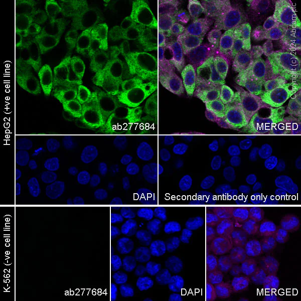 Immunocytochemistry/ Immunofluorescence - Anti-Transferrin antibody [EPR24383-68] - BSA and Azide free (Detector) (AB277685)