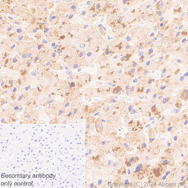 Immunohistochemistry (Formalin/PFA-fixed paraffin-embedded sections) - Anti-Transferrin antibody [EPR24383-68] - BSA and Azide free (Detector) (AB277685)