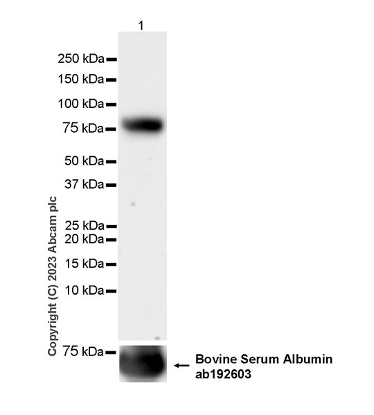 Western blot - Anti-Transferrin antibody [EPR28141-177] (AB313583), expandable thumbnail