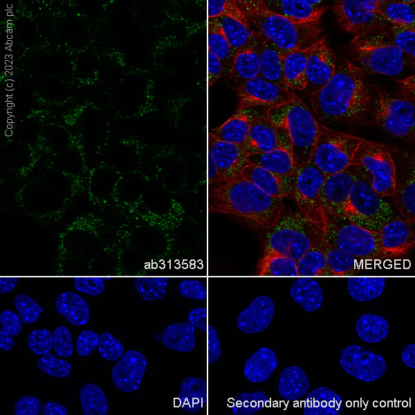 Immunocytochemistry/ Immunofluorescence - Anti-Transferrin antibody [EPR28141-177] - BSA and Azide free (AB313584)
