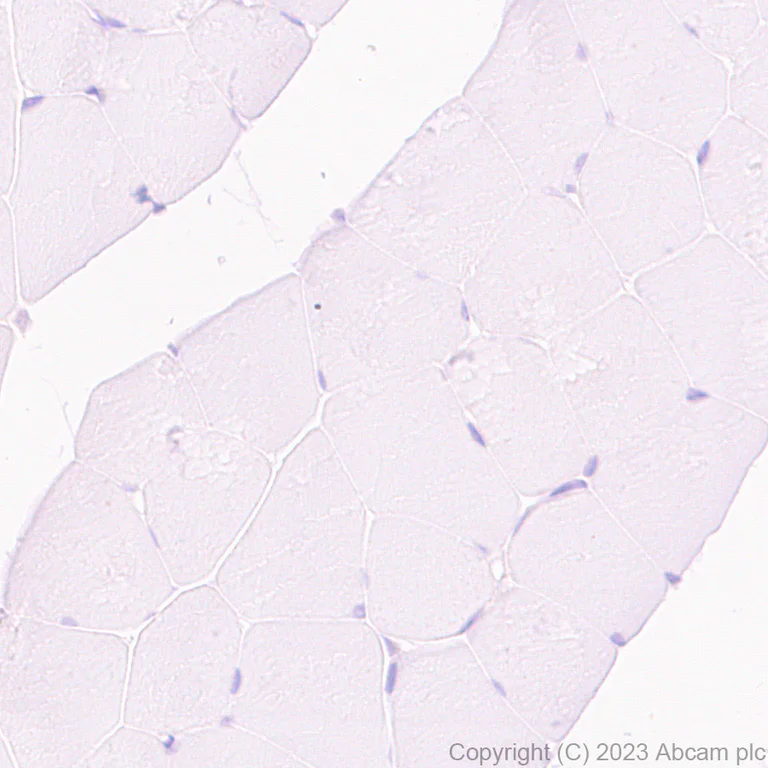 Immunohistochemistry (Formalin/PFA-fixed paraffin-embedded sections) - Anti-Transferrin antibody [EPR28141-177] - BSA and Azide free (AB313584)