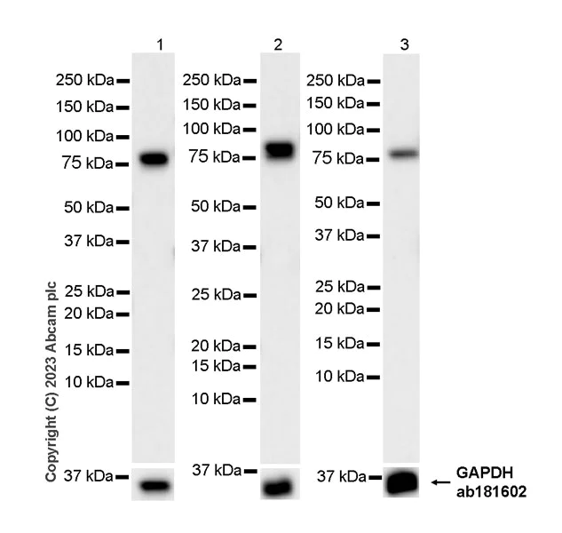 Western blot - Anti-Transferrin antibody [EPR28141-177] - BSA and Azide free (AB313584)