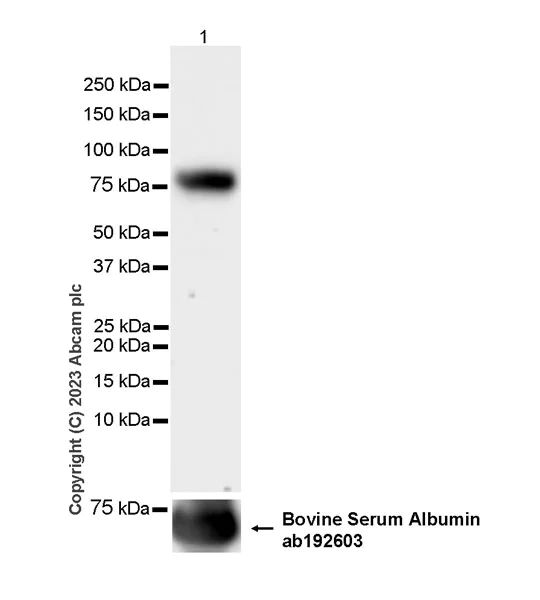 Western blot - Anti-Transferrin antibody [EPR28141-177] - Serum Loading Control (AB313583)