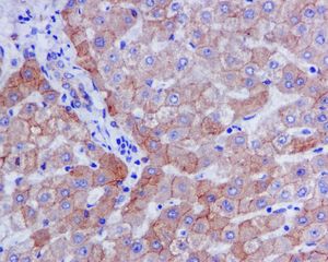 Immunohistochemistry (Formalin/PFA-fixed paraffin-embedded sections) - Anti-Transferrin antibody [EPR2932(2)] - BSA and Azide free (AB239980)