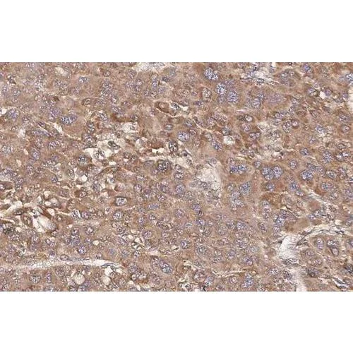 Immunohistochemistry (Formalin/PFA-fixed paraffin-embedded sections) - Anti-Transferrin antibody [HL2429] (AB317223)