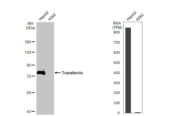Western blot - Anti-Transferrin antibody [HL2429] (AB317223)