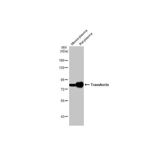 Western blot - Anti-Transferrin antibody [HL2429] (AB317223)