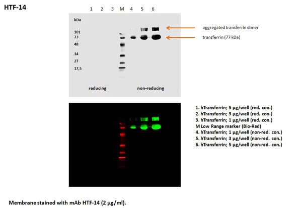 Western blot - Anti-Transferrin antibody [HTF-14] - Serum Loading Control (AB769)