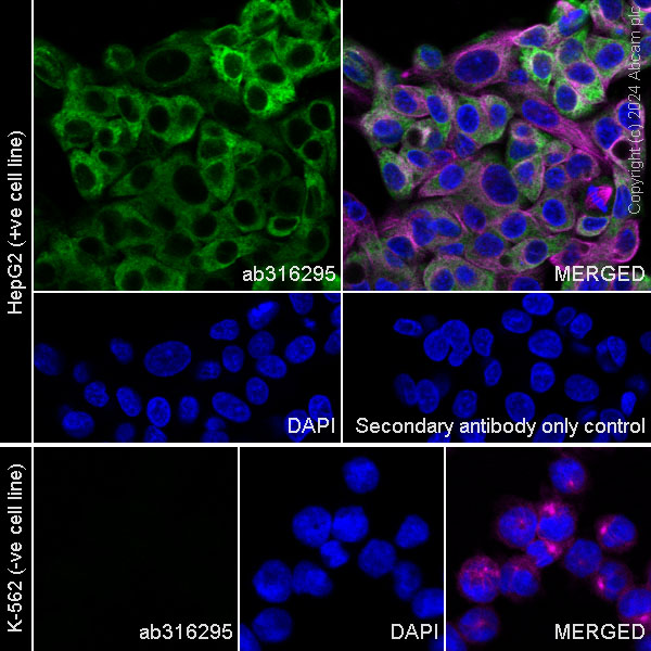 Immunocytochemistry/ Immunofluorescence - Anti-Transferrin antibody [RM1092] - BSA and Azide free (AB316296), expandable thumbnail