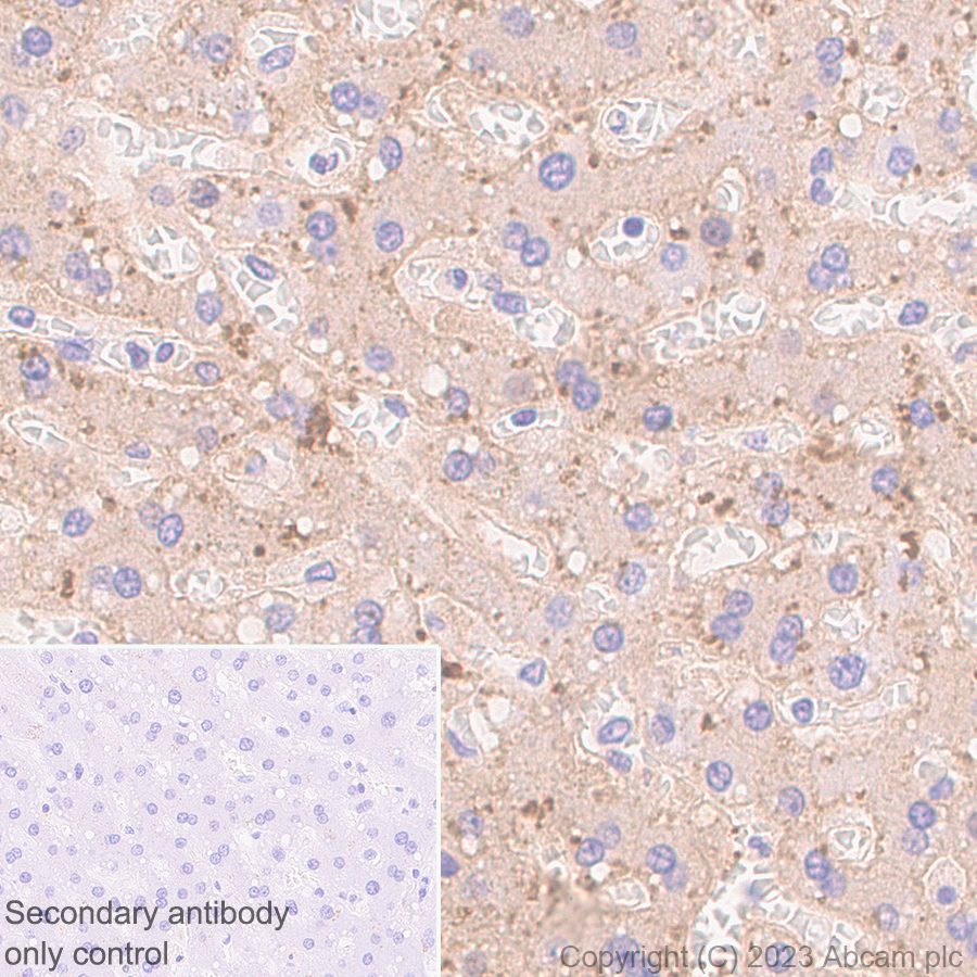 Immunohistochemistry (Formalin/PFA-fixed paraffin-embedded sections) - Anti-Transferrin antibody [RM1092] - BSA and Azide free (ab316296), expandable thumbnail