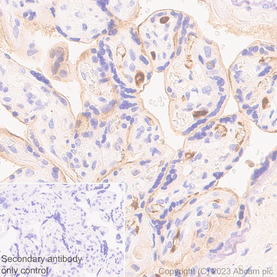 Immunohistochemistry (Formalin/PFA-fixed paraffin-embedded sections) - Anti-Transferrin antibody [RM1092] - BSA and Azide free (AB316296), expandable thumbnail