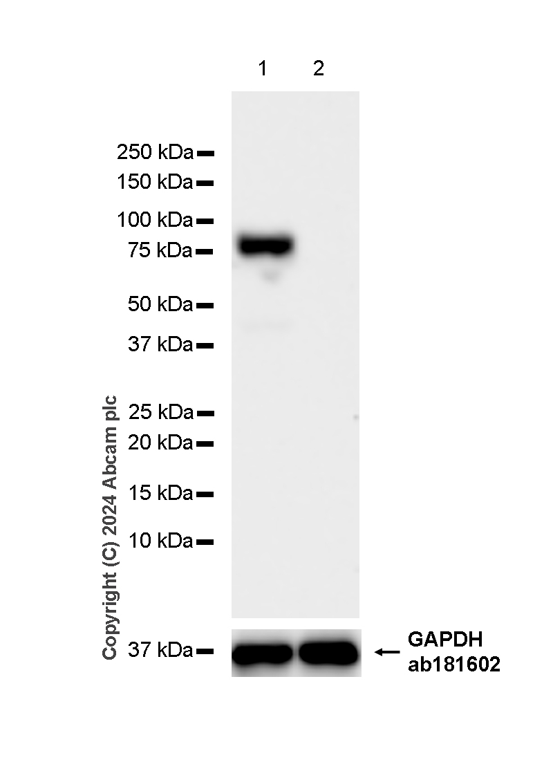 Western blot - Anti-Transferrin antibody [RM1092] - BSA and Azide free (AB316296), expandable thumbnail