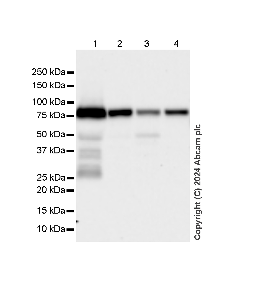 Western blot - Anti-Transferrin antibody [RM1092] - BSA and Azide free (AB316296), expandable thumbnail