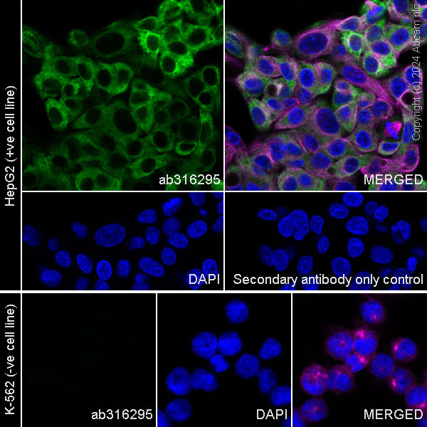 Immunocytochemistry/ Immunofluorescence - Anti-Transferrin antibody [RM1092] - Serum Loading Control (AB316295)