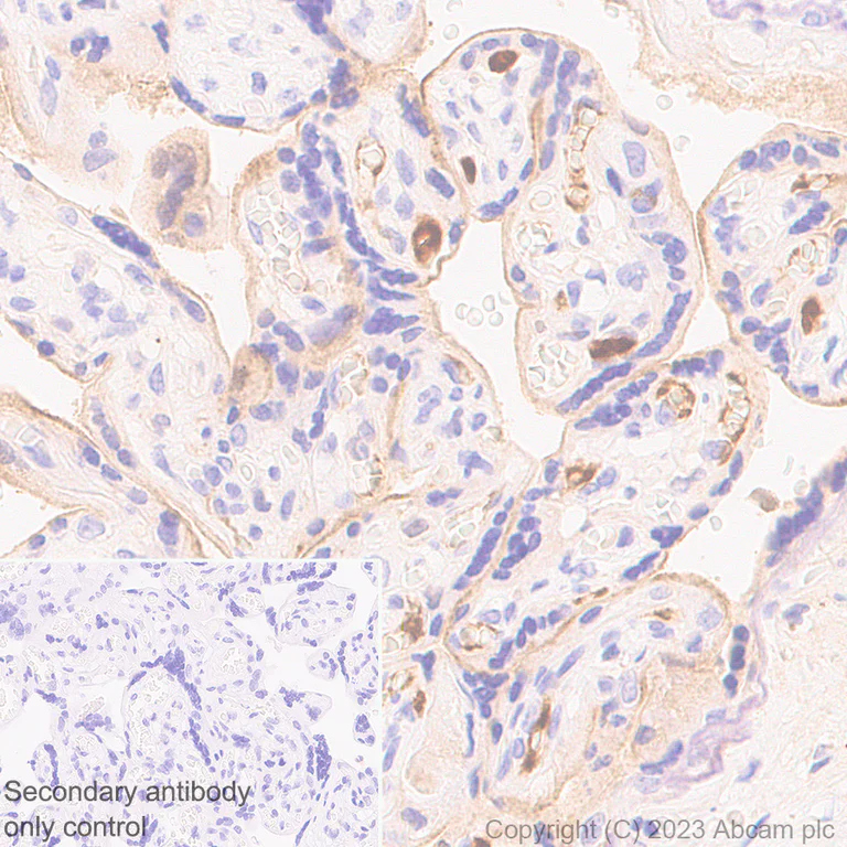 Immunohistochemistry (Formalin/PFA-fixed paraffin-embedded sections) - Anti-Transferrin antibody [RM1092] - Serum Loading Control (AB316295)