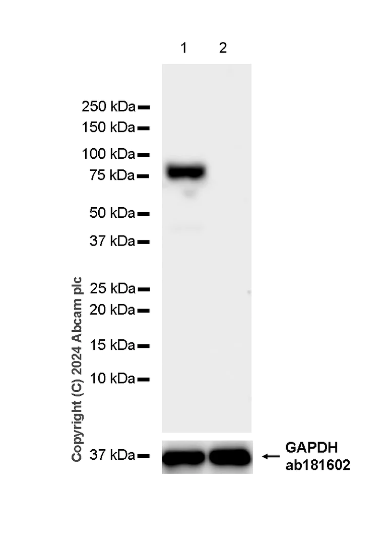 Western blot - Anti-Transferrin antibody [RM1092] - Serum Loading Control (AB316295)