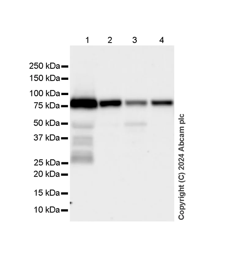 Western blot - Anti-Transferrin antibody [RM1092] - Serum Loading Control (AB316295)