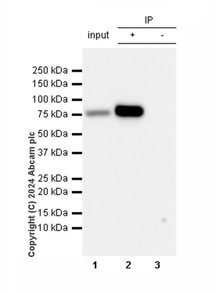 Immunoprecipitation - Anti-Transferrin antibody [RM2060] (ab318997), expandable thumbnail