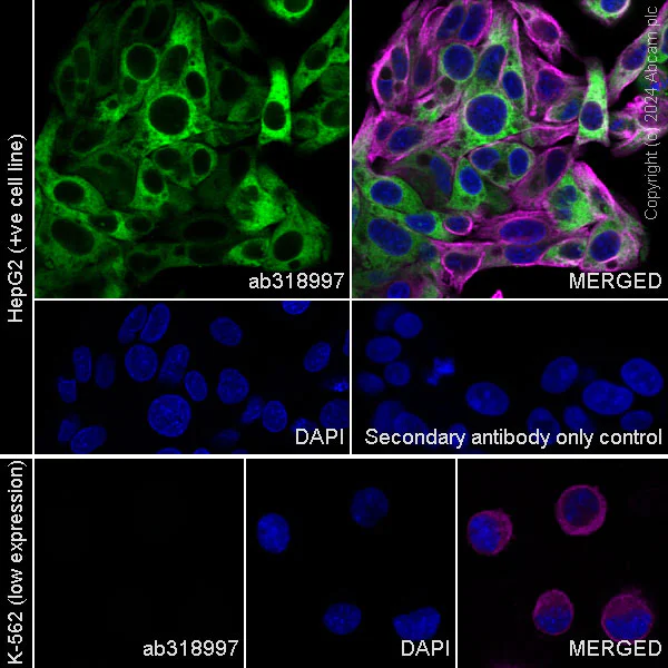Immunocytochemistry/ Immunofluorescence - Anti-Transferrin antibody [RM2060] - BSA and Azide free (AB318998)