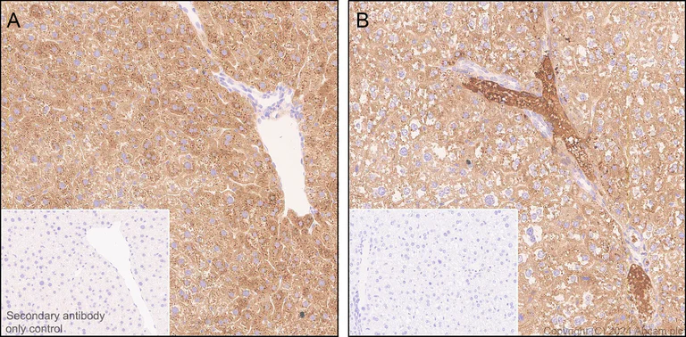 Immunohistochemistry (Formalin/PFA-fixed paraffin-embedded sections) - Anti-Transferrin antibody [RM2060] - BSA and Azide free (AB318998)