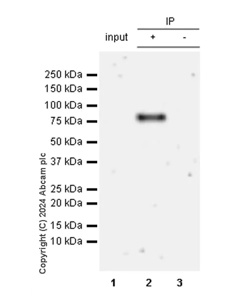 Immunoprecipitation - Anti-Transferrin antibody [RM2060] - BSA and Azide free (AB318998)