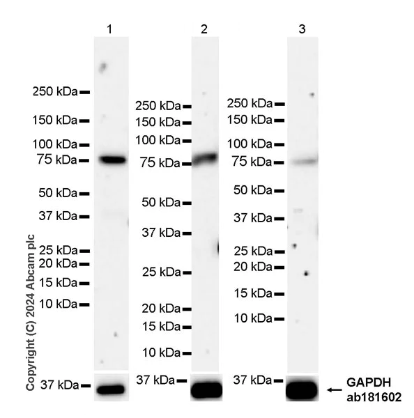 Western blot - Anti-Transferrin antibody [RM2060] - BSA and Azide free (AB318998)