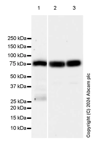 Western blot - Anti-Transferrin antibody [RM2060] - BSA and Azide free (AB318998)