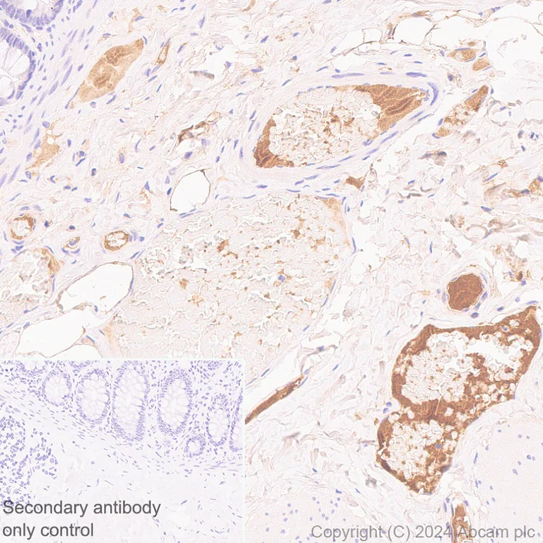 Immunohistochemistry (Formalin/PFA-fixed paraffin-embedded sections) - Anti-Transferrin antibody [RM2060] - Serum Loading Control (AB318997)
