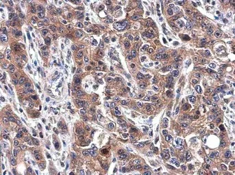Immunohistochemistry (Formalin/PFA-fixed paraffin-embedded sections) - Anti-Transferrin antibody - Serum Loading Control (AB137744)