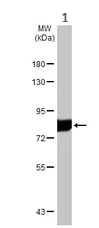 Western blot - Anti-Transferrin antibody - Serum Loading Control (AB137744)