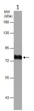 Western blot - Anti-Transferrin antibody - Serum Loading Control (AB137744)