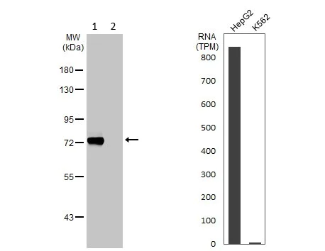 Western blot - Anti-Transferrin antibody - Serum Loading Control (AB137744)