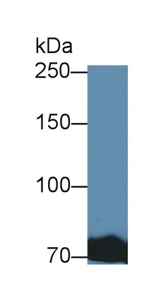 Western blot - Anti-Transferrin antibody - Serum Loading Control (AB231970)