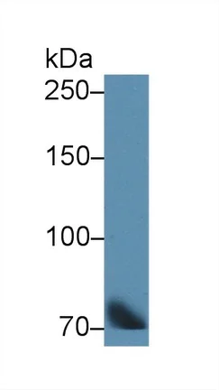 Western blot - Anti-Transferrin antibody - Serum Loading Control (AB231970)