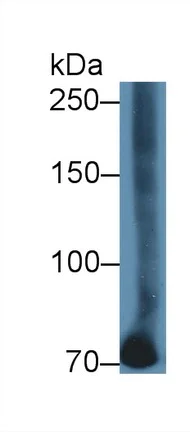 Western blot - Anti-Transferrin antibody - Serum Loading Control (AB231970)