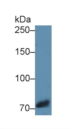 Western blot - Anti-Transferrin antibody - Serum Loading Control (AB231970)