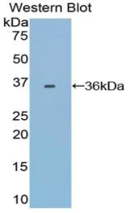 Western blot - Anti-Transferrin antibody - Serum Loading Control (AB231970)