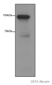 Western blot - Anti-Transferrin antibody - Serum Loading Control (AB82411)