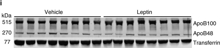 Western blot - Anti-Transferrin antibody - Serum Loading Control (AB82411)