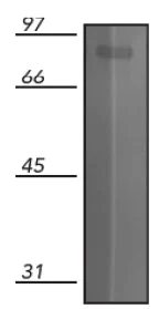 Western blot - Anti-Transferrin antibody - Serum Loading Control (AB82411)