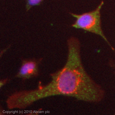 Immunocytochemistry/ Immunofluorescence - Anti-Transferrin antibody - Serum Loading Control (AB88165)