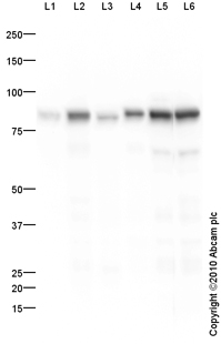 Western blot - Anti-Transferrin antibody - Serum Loading Control (AB88165)