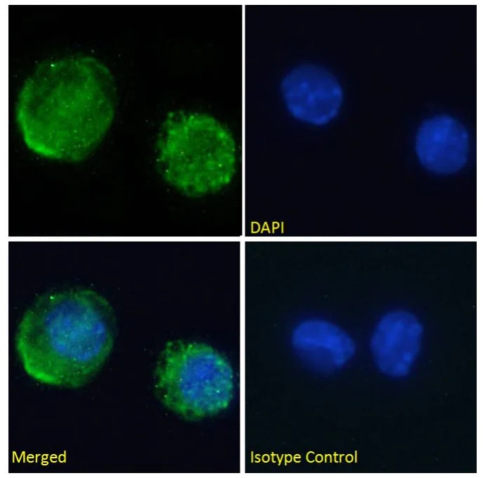 Immunocytochemistry/ Immunofluorescence - Anti-Transferrin antibody [TW4.20] (AB245677)