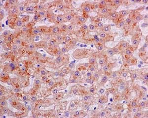 Immunohistochemistry (Formalin/PFA-fixed paraffin-embedded sections) - Anti-Transferrin Receptor 2/TFR2 antibody [EPR15322] - BSA and Azide free (AB250837), expandable thumbnail