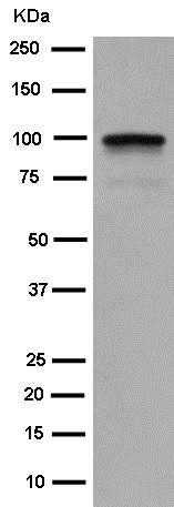 Western blot - Anti-Transferrin Receptor 2/TFR2 antibody [EPR15322] - BSA and Azide free (AB250837), expandable thumbnail