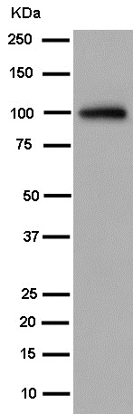 Western blot - Anti-Transferrin Receptor 2/TFR2 antibody [EPR15322] - BSA and Azide free (AB250837), expandable thumbnail